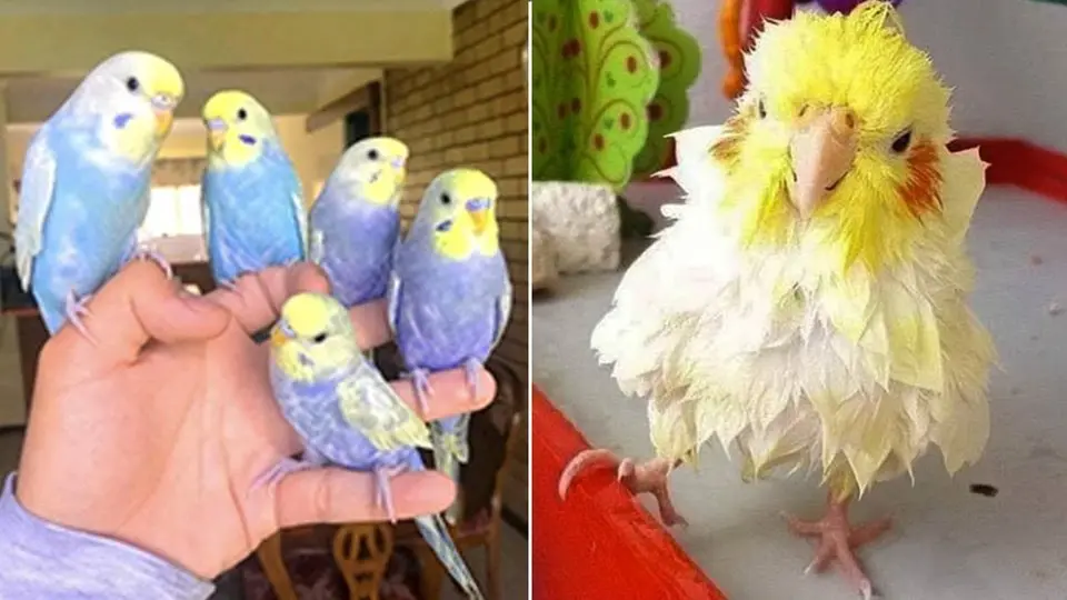 Smart And Funny Parrots Parrot Talking Videos Compilation (2024) - Cute Birds #64