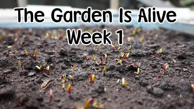 Week 1,  Garden Starting From Seed.