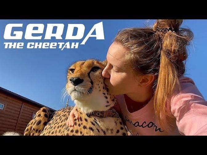 The Story Behind Gerda The Cheetah
