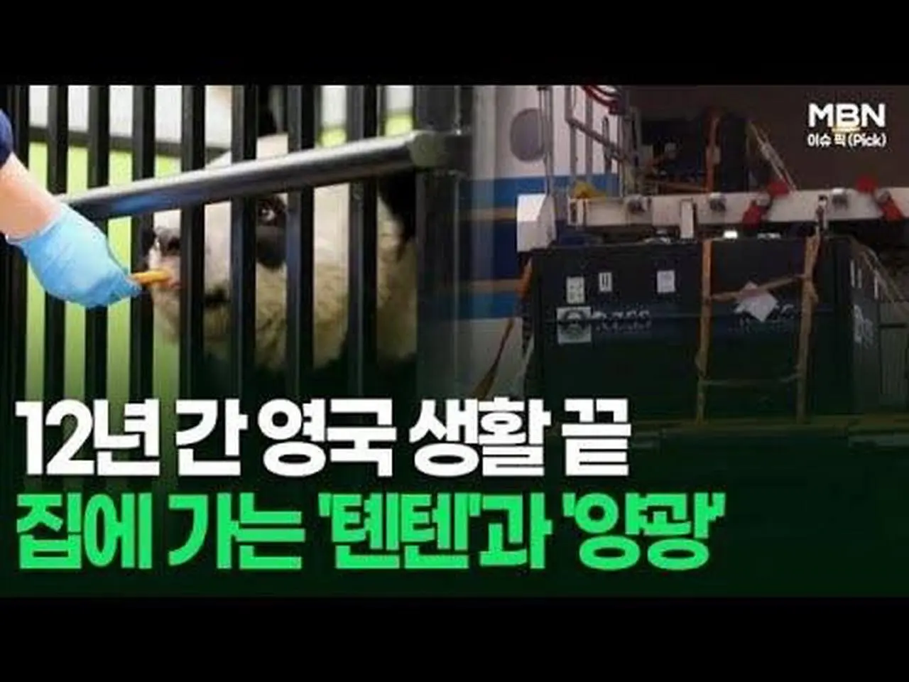 12년 간 영국 생활 끝, 집에 가는 '텐텐'과 '양광' 外 | 이슈픽
