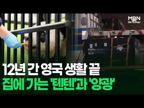 12년 간 영국 생활 끝, 집에 가는 '텐텐'과 '양광' 外 | 이슈픽