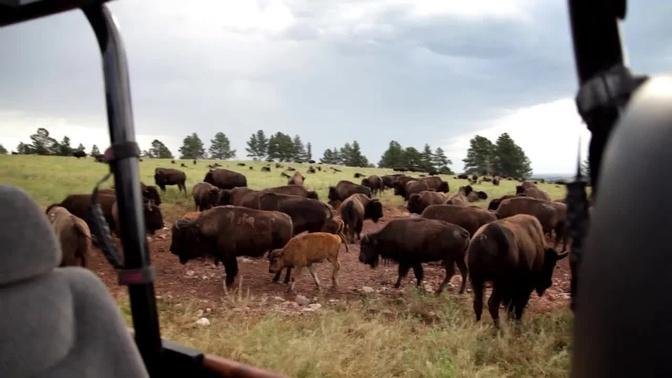 Custer State Park Buffalo Jeep Safari Ride