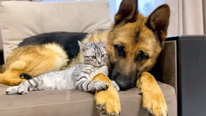 are german shepherds good friends