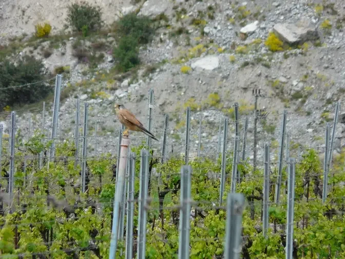 Le bio c'es la recherche de l'équilibre #vigne #bio #biodiversité #valais #vin #vignes #nature