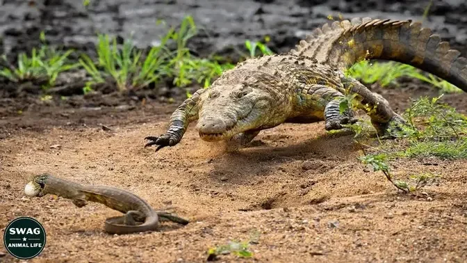 Lizard Steals Croc's Eggs | Wildlife in 360 VR