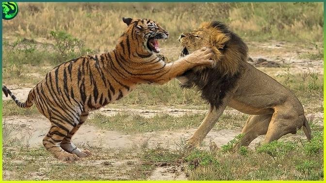 Lions Vs Tigers  Who’s the Real King of the Jungle 
