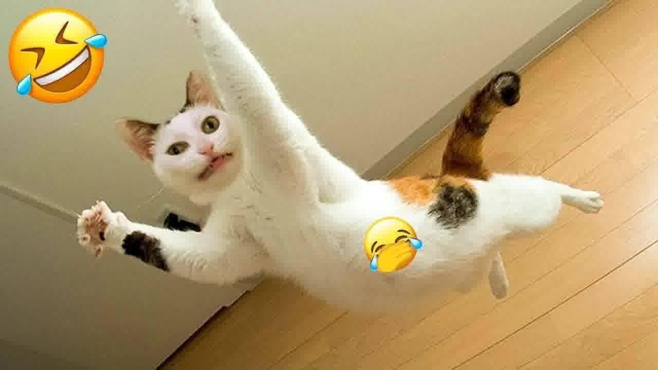 Guilty Dog and cat is so funny😺🐶Try Not to Laugh😼2024