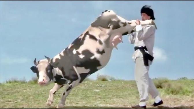 Funny Cow Fight Kung Fu Animal Humor Eastern Eastern Ninja Animal.