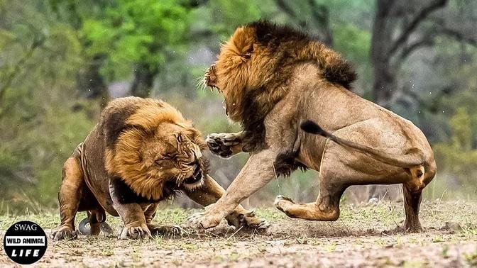 Terrible! Male Lion Coalition Fight To Protect Their Territory | Wild Animal Life