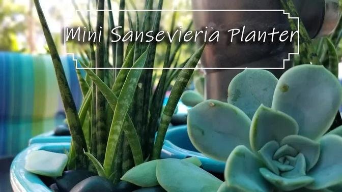 Sansevieria Planter & Plant Chat