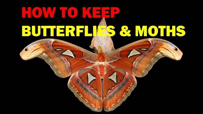How to keep Butterflies and Moths (Weird and Wonderful Pets Episode 4 of 15).