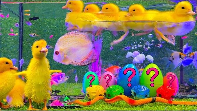 Colorful Aquarium | Baby Ducks, Rainbow Eggs, Frog, Snake, Koi Fish - cute baby animals videos
