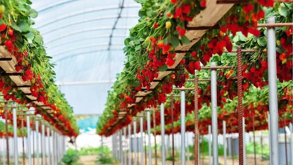 Awesome Hydroponic Strawberries Farming - Modern Agriculture Technology - Strawberries Harvesting