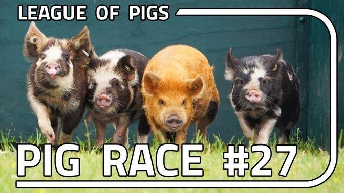 League of Pigs - Season 7 - Round 3!