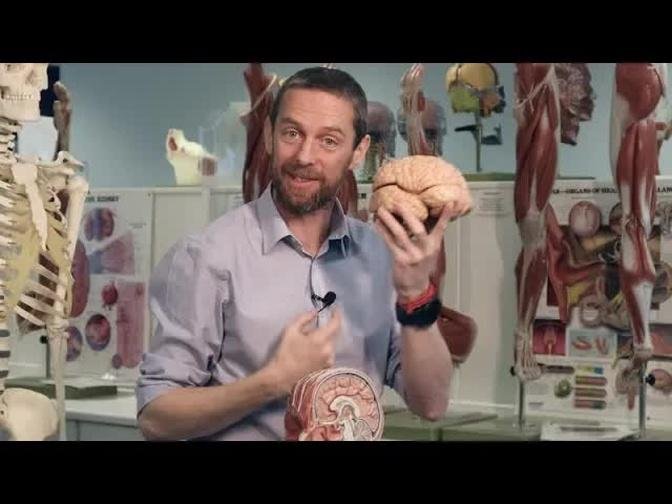 Cerebral lobes and sulci (basic anatomy)