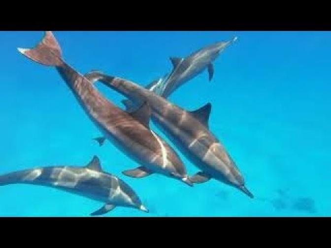 YouTube of nature videos music this video is about the beautiful Ocean