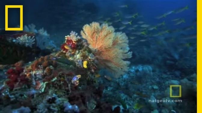 Great Barrier Reef - Exploring Oceans
