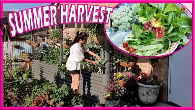 Small Gardening Summer Harvest - Leafy Greens - Strawberries - Manila London - English Garden Vlog