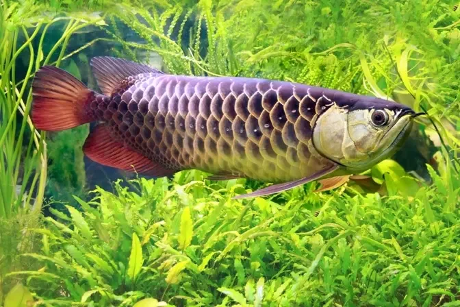 Top 10 Predator Fish for Aquarium Enthusiasts: A Guide to Exotic Predators