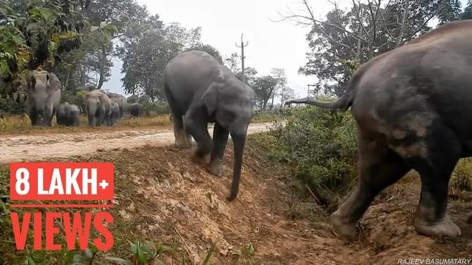 NUMALIGARH ELEPHANT HERD MOVING VERY CLOSE TO CAMERA || ALL NATURAL SOUNDS OF MOVING ELEPHANT HERD