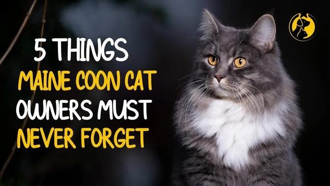 5 Things Maine Coon Cat Owners Must Never Forget