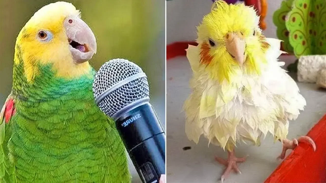 Smart And Funny Parrots Parrot Talking Videos Compilation (2024) - Cute Birds #57