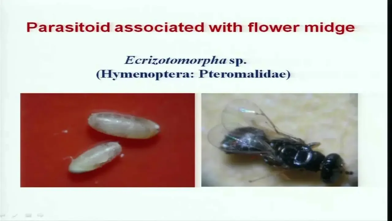 Mod-08 Lec-41 IPM in Cotton (Contd.)