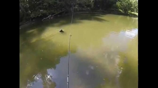 Big Darby Creek smallmouth bass fishing with Chinquapin | Videos ...