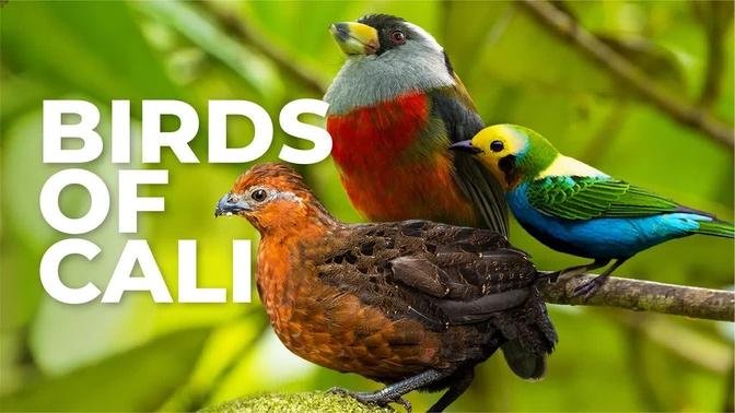 The Most Beautiful Birds of Cali, Colombia