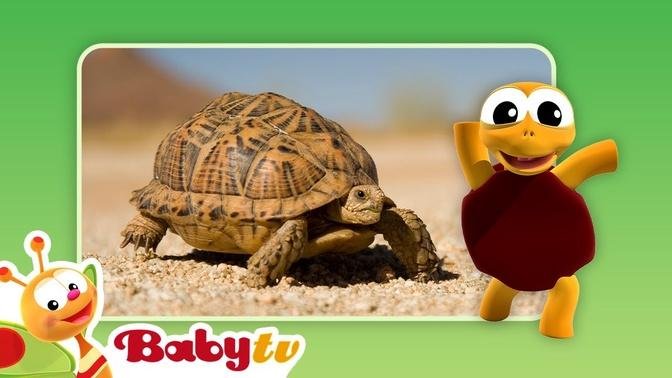 Turtles 🐢 | Fun with Animals | BabyTV