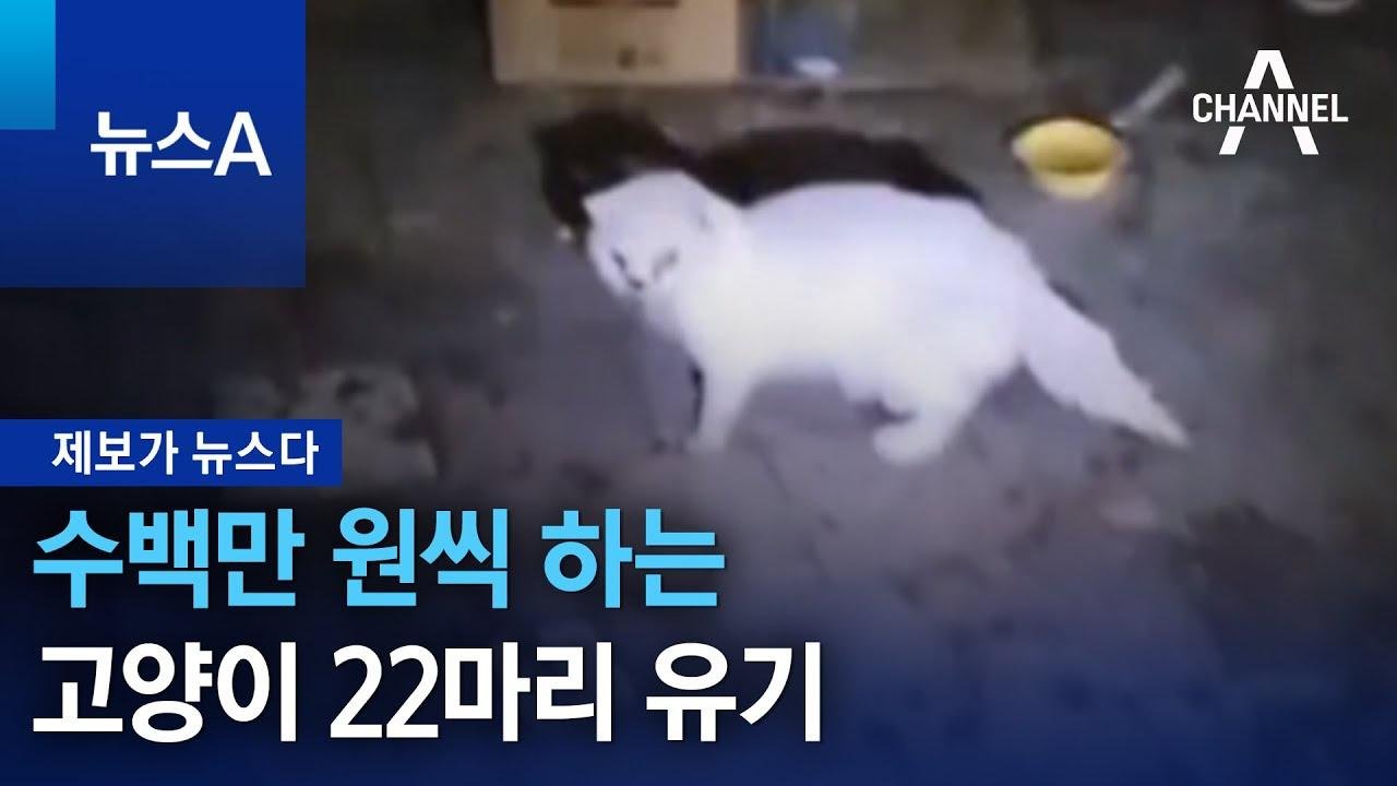 [제보가 뉴스다]수백만 원씩 하는 고양이 22마리 유기 | 뉴스A