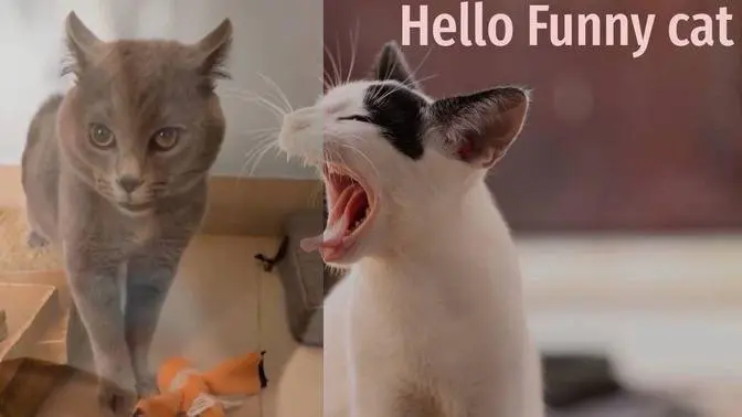 Funniest Cats 😹 Dont Try To Hold Back Laughter 😂 Funny Cats Life