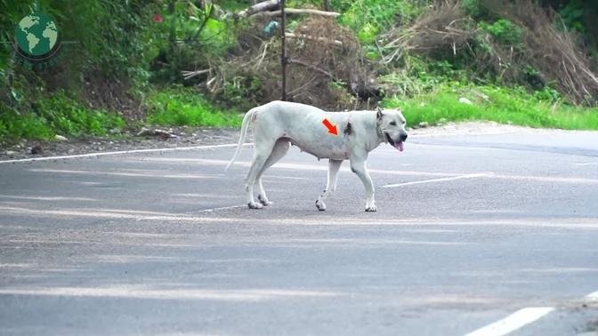 Abandoned Dog With a Wound and Deformed Front Leg Lucky To Helpe By Human   Rescue Stories
