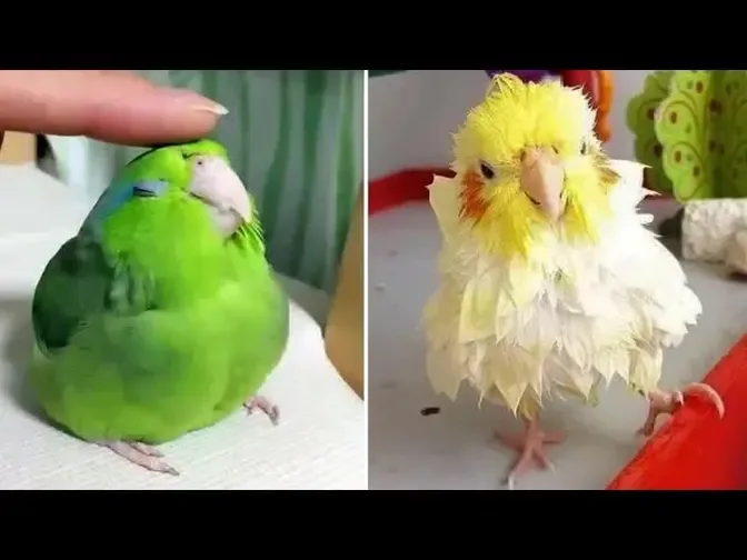 Cute Budgie Parrot Compilation - FUnny birds Videos