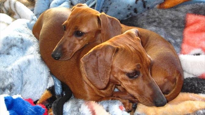This Is a Happy Story! Dachshund Puppy Dogs Rescued & Spoiled, Playing With Toys & Laser Pointer!.