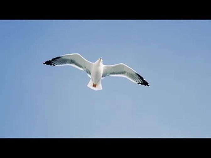 The Gull's Gliding Flight
