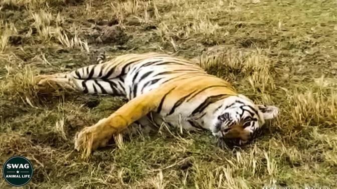The Male Tiger Lost His Life To Protect The Territory | Wild Animal Life
