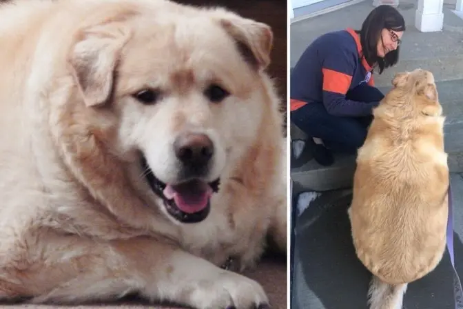 ‘Morbidly Obese’ Dog Saved From Being Put Down Sheds 70lb, Retires as Therapy Dog—See His Transformation