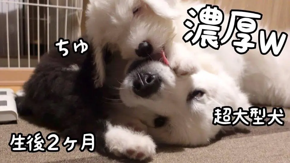 【まさかw】生後２ヶ月の子犬が超大型犬のことを好きすぎて困ってます・・・｜グレートピレニーズ