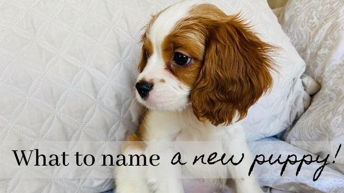 what-should-you-name-a-new-puppy-how-i-named-my-cavapoo-puppy