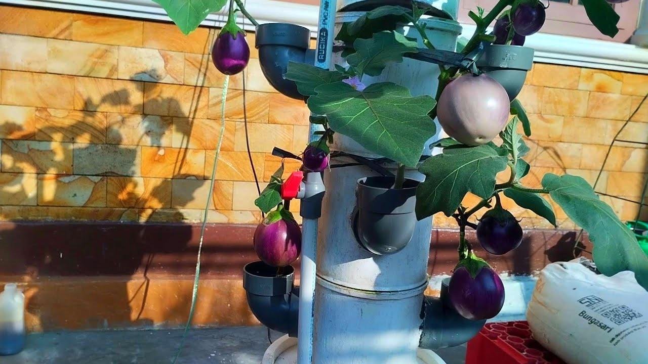 Growing eggplants with a vertical hydroponic system using paint bucket