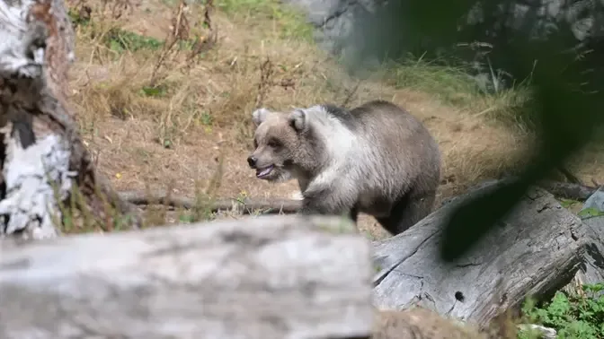 Juniper the Brown Bear at Woodland Park Zoo (2022-08-28)