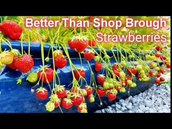 Growing Strawberries at Home Best in Containers with Lots of Harvest