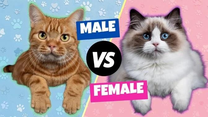 Male vs. Female Cats： The Differences.mp4
