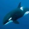 Whale