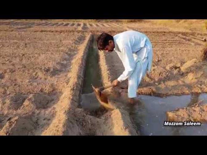 Matar Ki Fasal ki Kasht in Punjab Vlog | Pea (Mutter) farming in  Punjab (Pakistan)