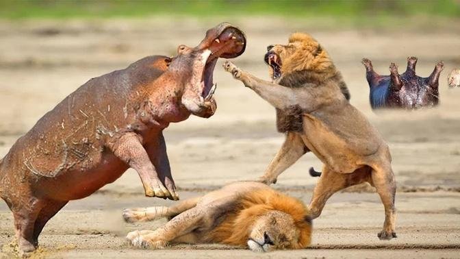 The Lion and Hippo, The Unequal Battle in The Wild World | Wild Animal Life