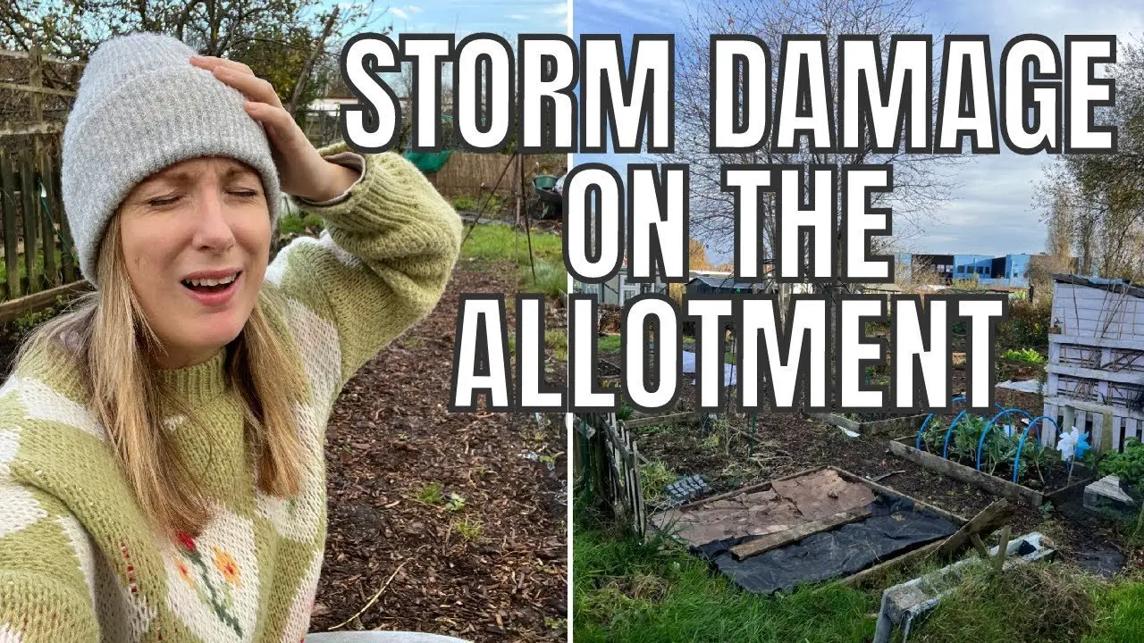 STORM BERT DAMAGE AT THE ALLOTMENT / ALLOTMENT GARDENING UK