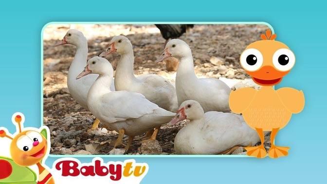 Ducks | Fun with Animals | BabyTV | Videos | BabyTV | Gan Jing World ...