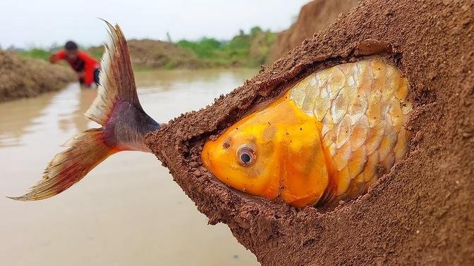 Daily Life Big Stuck Fish Catching Experience River Flowing Water Dry Place Secret Hill Hole #fish.m